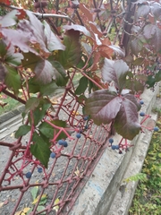 Parthenocissus inserta