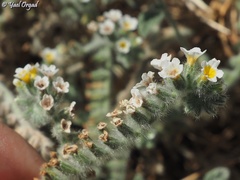 Heliotropium hirsutissimum