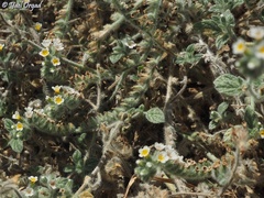 Heliotropium hirsutissimum