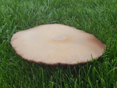 Agaricus crocodilinus