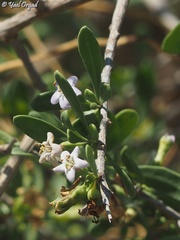 Lycium schweinfurthii