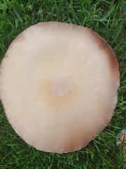 Agaricus crocodilinus
