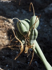 Pancratium maritimum