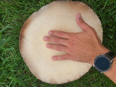 Agaricus crocodilinus