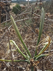 Pancratium maritimum