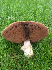 Agaricus crocodilinus