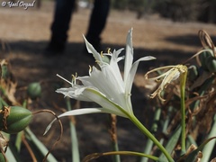 Pancratium maritimum