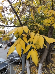 Fraxinus pennsylvanica