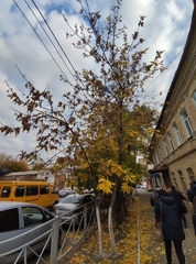 Fraxinus pennsylvanica