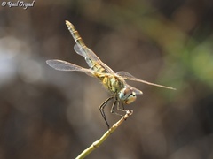 Sympetrum fonscolombii