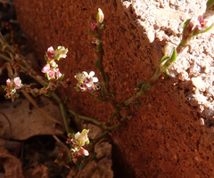 Polygonum argyrocoleon