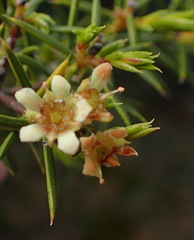 Diosma acmaeophylla