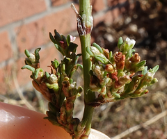 Polygonum argyrocoleon