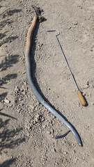 Drymarchon melanurus