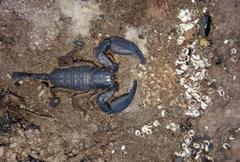 Opisthacanthus validus