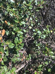Ceanothus megacarpus insularis