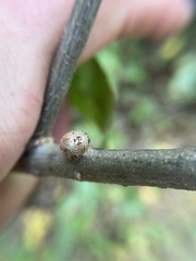 Callirhytis quercusgemmaria