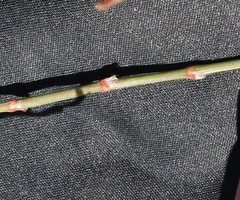 Polygonum argyrocoleon