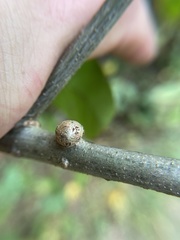 Callirhytis quercusgemmaria