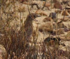 Mirafra apiata apiata