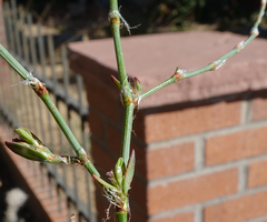 Polygonum argyrocoleon