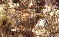 Mirafra apiata apiata