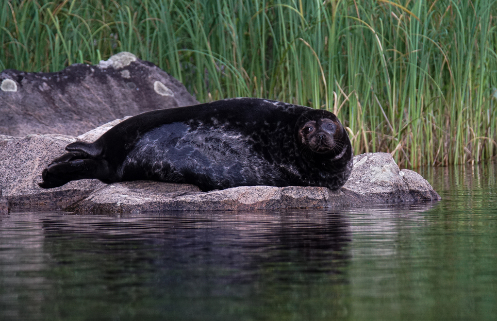 The Saimaa Ringed Seal in Danger of Extinction • Ecologistas en Acción