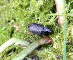 Anisodactylus binotatus
