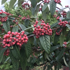 Cotoneaster × watereri