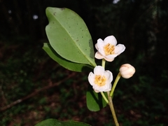 Ternstroemia sylvatica