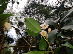 Ternstroemia sylvatica