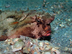 Ogcocephalus cubifrons