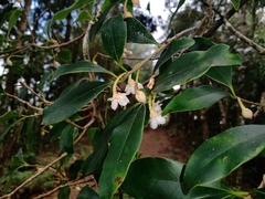 Ternstroemia sylvatica