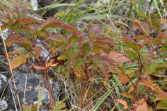 Rubus komarovii