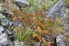 Rubus komarovii