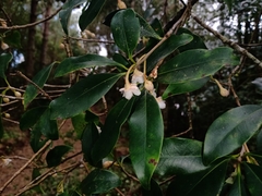 Ternstroemia sylvatica