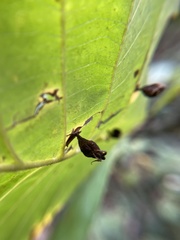 Phylloxera caryaegummosa