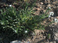 Cryptantha decipiens