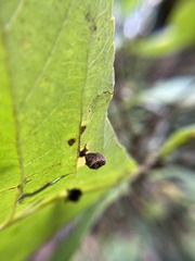 Phylloxera caryaegummosa