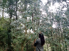 Ternstroemia sylvatica