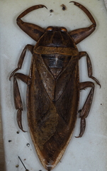 Lethocerus cordofanus