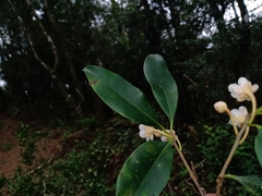 Ternstroemia sylvatica