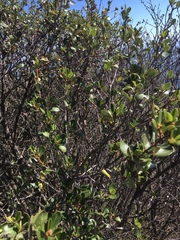 Ceanothus megacarpus insularis