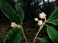 Ternstroemia sylvatica
