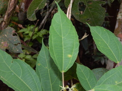 Alchornea