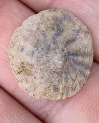 Crucibulum personatum