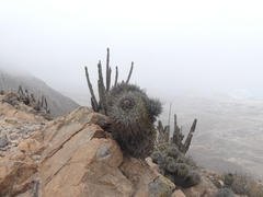 Copiapoa atacamensis