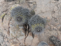 Copiapoa atacamensis