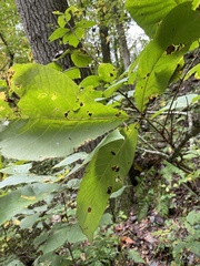 Phylloxera caryaegummosa