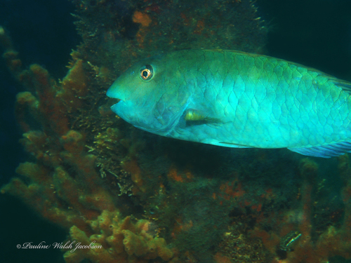 Yellowtail Parrotfish